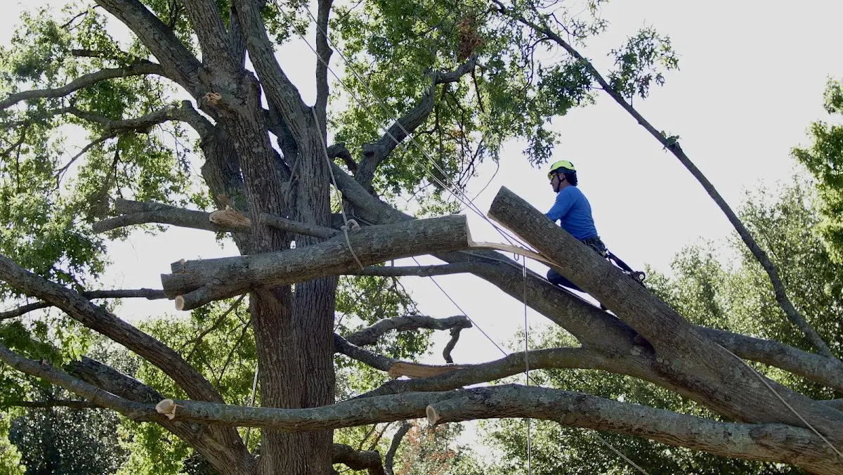 Professional Hazardous Tree Removal performed by certified arborists in Oark