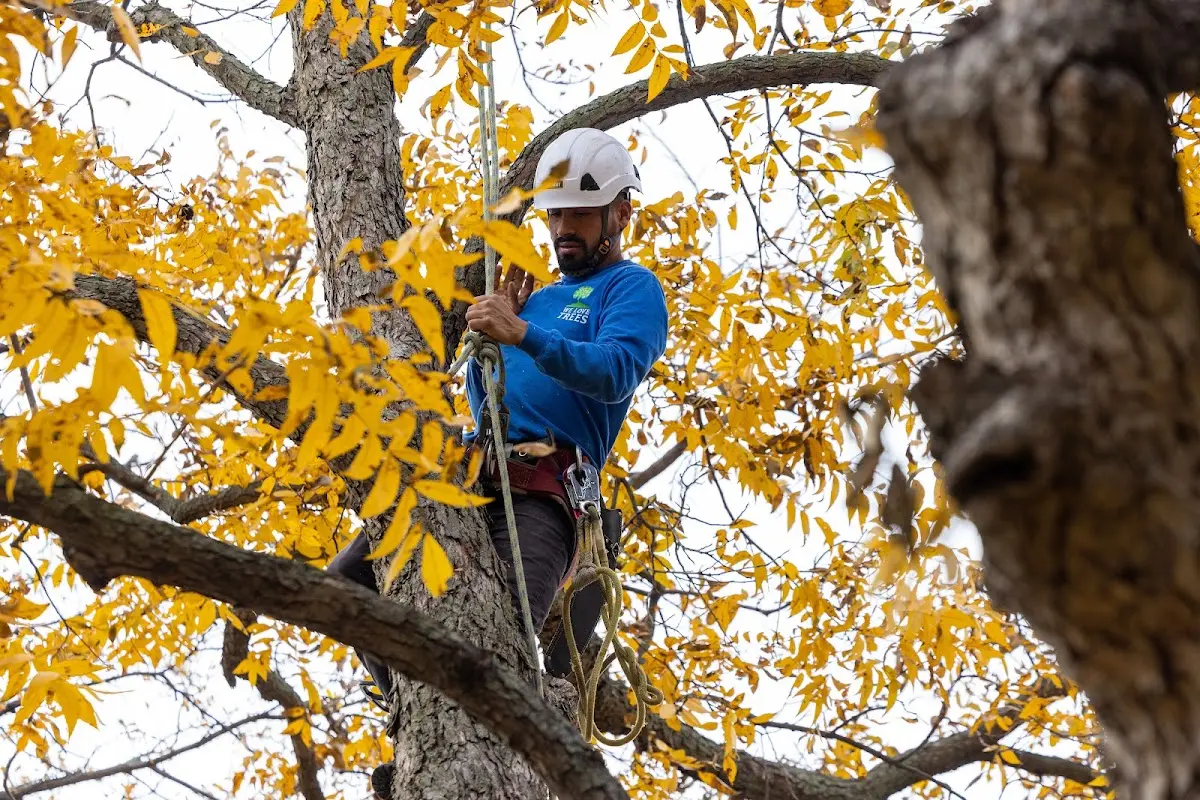 Skilled Storm Damage Cleanup crew working in Oark